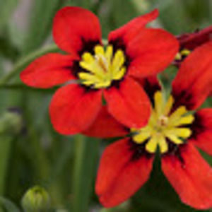 Meet your Posher, Bridget